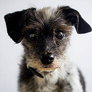 Tarina participe au concours pour gagner de l'argent avec cette photo : carnivoran, companion_dog, dog, dog_breed, dog_like_mammal, ear, fur, miniature_schnauzer, morkie, puppy, schnauzer, schnoodle, snout, terrier, vulnerable_native_breeds, whiskers