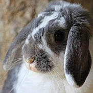 Triskelle a rejoint le concours — aidez-le/la à gagner de superbes lots !