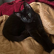 Remy joined the competition — help win amazing prizes! black_cat, kitten, pet, animal, feline, cute, cozy, blanket, stretching, indoor, fur, whiskers, ears, eyes, relaxed, lying_down, soft_texture, home, comfort, resting