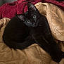 black_cat, kitten, pet, animal, feline, cute, cozy, blanket, stretching, indoor, fur, whiskers, ears, eyes, relaxed, lying_down, soft_texture, home, comfort, resting