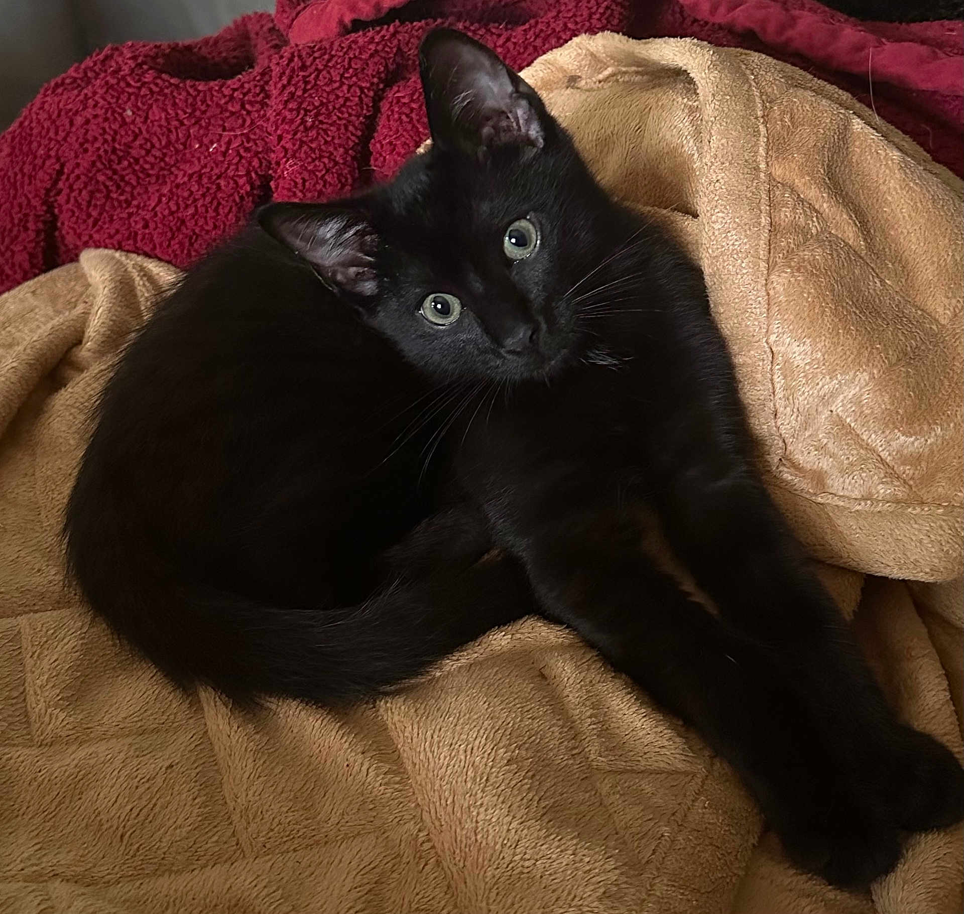Remy joined the competition — help win amazing prizes! black_cat, kitten, pet, animal, feline, cute, cozy, blanket, stretching, indoor, fur, whiskers, ears, eyes, relaxed, lying_down, soft_texture, home, comfort, resting