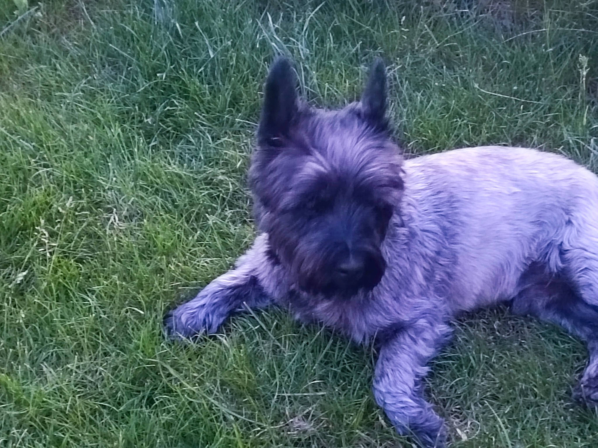 Roméo a rejoint le concours — aidez-le/la à gagner de superbes lots ! canidae, carnivore, companion_dog, dog, dog_breed, dog_supply, fawn, grass, liver, non_sporting_group, small_terrier, snout, sporting_group, tail, terrestrial_animal, terrier, working_animal