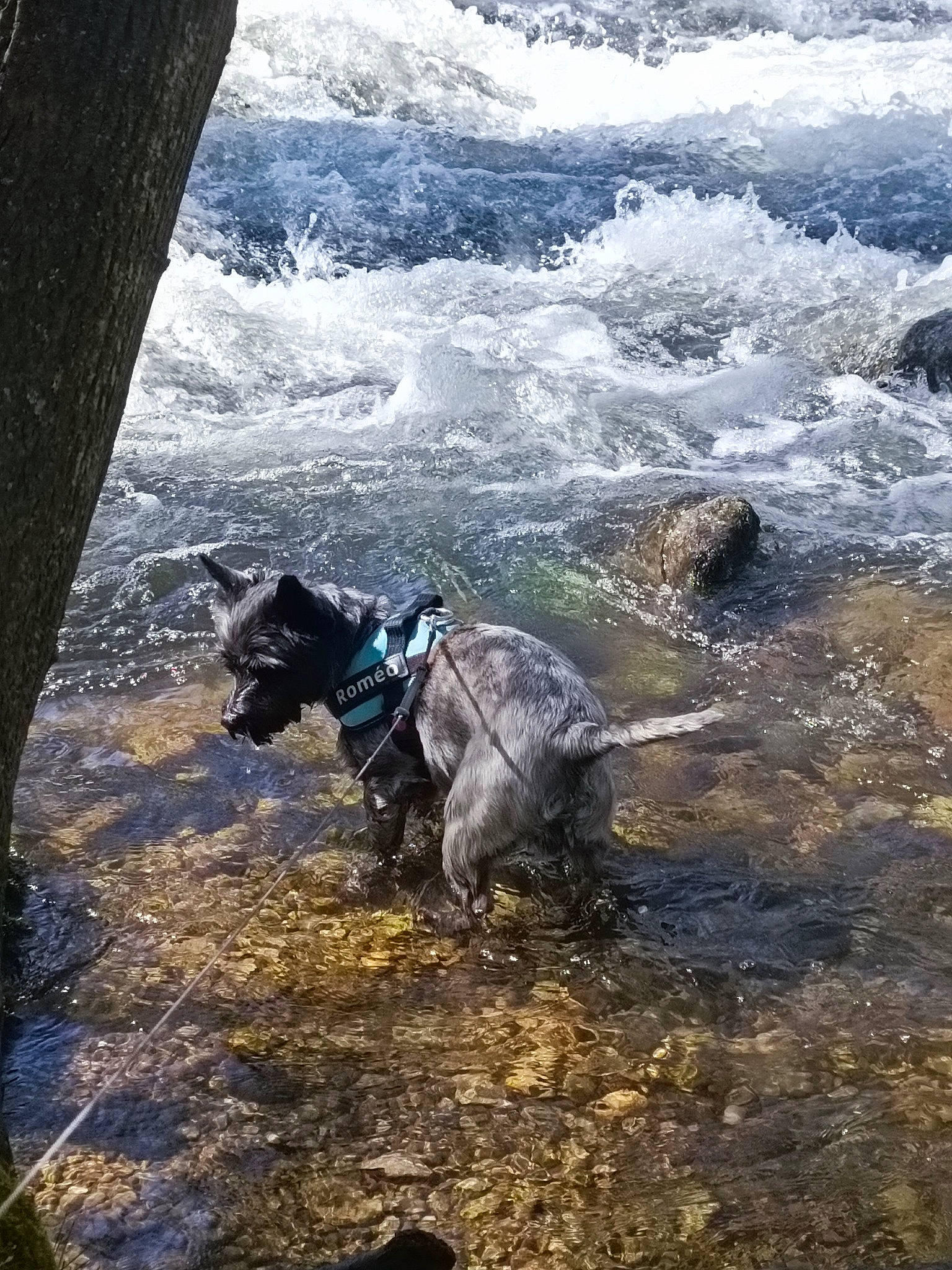 Roméo participe au concours pour gagner de l'argent avec cette photo : canidae, coast, dog, dog_breed, landscape, ocean, pack_animal, plant, recreation, rock, soil, sporting_group, tree, trunk, water, watercourse, wave, wind_wave, wood, working_animal