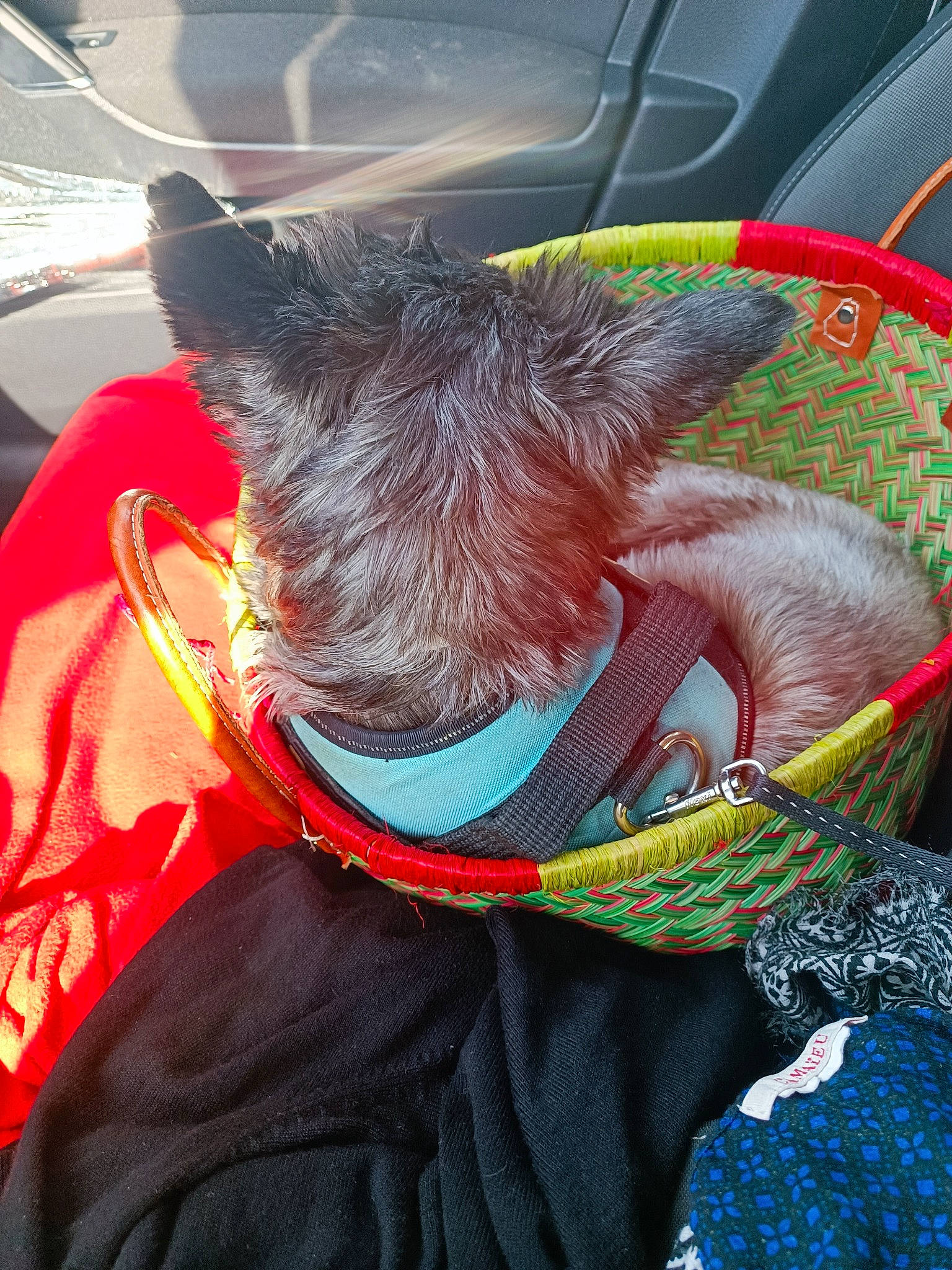 Roméo a rejoint le concours — aidez-le/la à gagner de superbes lots ! canidae, carnivore, collar, companion_dog, dog, dog_breed, dog_clothes, dog_collar, dog_supply, fashion_accessory, fawn, felidae, fur, glass, leash, small_terrier, snout, sporting_group, toy_dog, working_animal