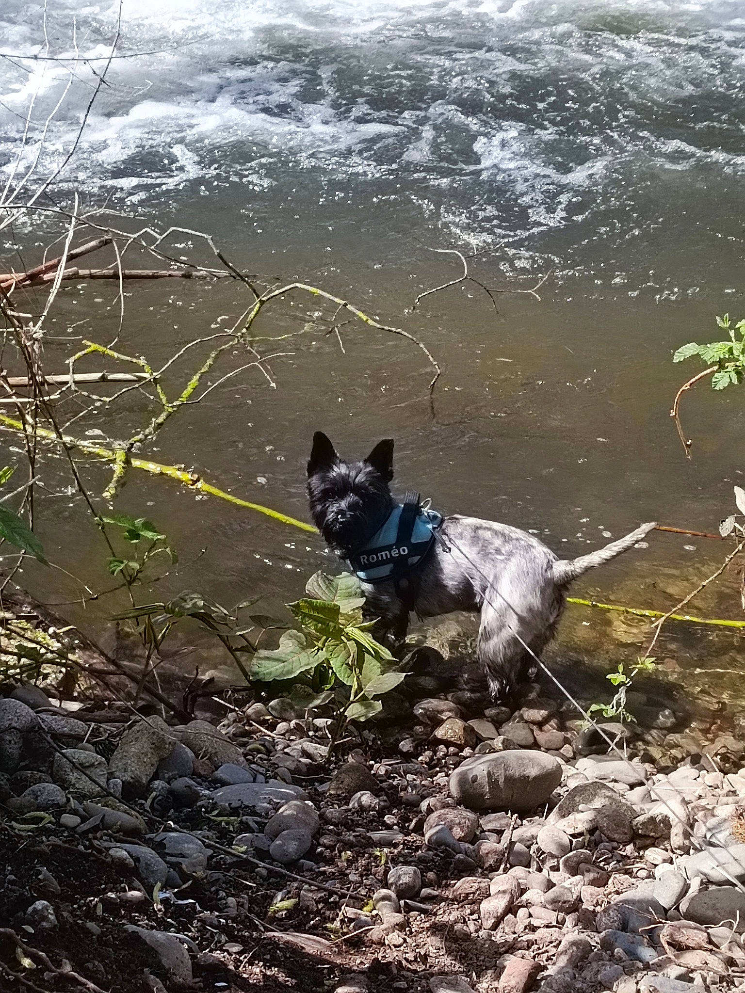 Roméo participe au concours pour gagner de l'argent avec cette photo : canidae, carnivore, coast, companion_dog, dog, dog_breed, dog_supply, grass, herding_dog, ocean, plant, recreation, rock, soil, sporting_group, tail, water, wind_wave, working_animal, working_dog