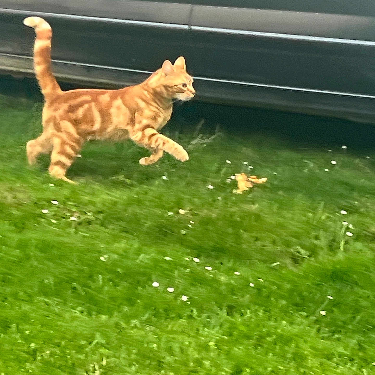 Simba