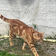 Simba a rejoint le concours — aidez-le/la à gagner de superbes lots ! alert, animal, cat, concrete_wall, curious, daylight, feline, ginger_cat, grass, greenery, ground, mammal, nature, outdoor, pet, side_view, small_plants, striped, tabby, walking