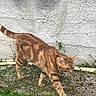 alert, animal, cat, concrete_wall, curious, daylight, feline, ginger_cat, grass, greenery, ground, mammal, nature, outdoor, pet, side_view, small_plants, striped, tabby, walking