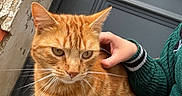 Simba participe au concours pour gagner de l'argent avec cette photo : animal, cat, companionship, concrete, door, ginger_cat, green_sweater, hand, lighter, orange_fur, outdoor, paw, person, pet, sidewalk, sweater, texture, wall, whiskers, window