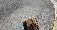Belle a rejoint le concours — aidez-le/la à gagner de superbes lots ! animal, asphalt, brown, canine, car, curb, dog, furry, grass, house, leash, outdoor, pet, residential_area, sidewalk, sky, street, suburban, sunset, tree