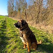 Belle participe au concours pour gagner de l'argent avec cette photo : animal, blue_sky, canine, daytime, dog, field, fur, grass, leafless_trees, mammal, nature, outdoor, path, pet, side_view, sitting, sky, sunlight, tree, walking_path