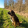 Belle participe au concours pour gagner de l'argent avec cette photo : animal, brown_dog, canine, daylight, dog, field, fur, grass, leafless_trees, nature, outdoor, path, peaceful, quiet, rural, side_view, sitting, sky, sunny, trees