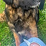 Belle participe au concours pour gagner de l'argent avec cette photo : animal, black, brown, canine, casual, close_up, dog, fur, grass, greenery, jeans, nature, outdoor, paw, person, pet, relaxed, ripped_jeans, side_view, sitting
