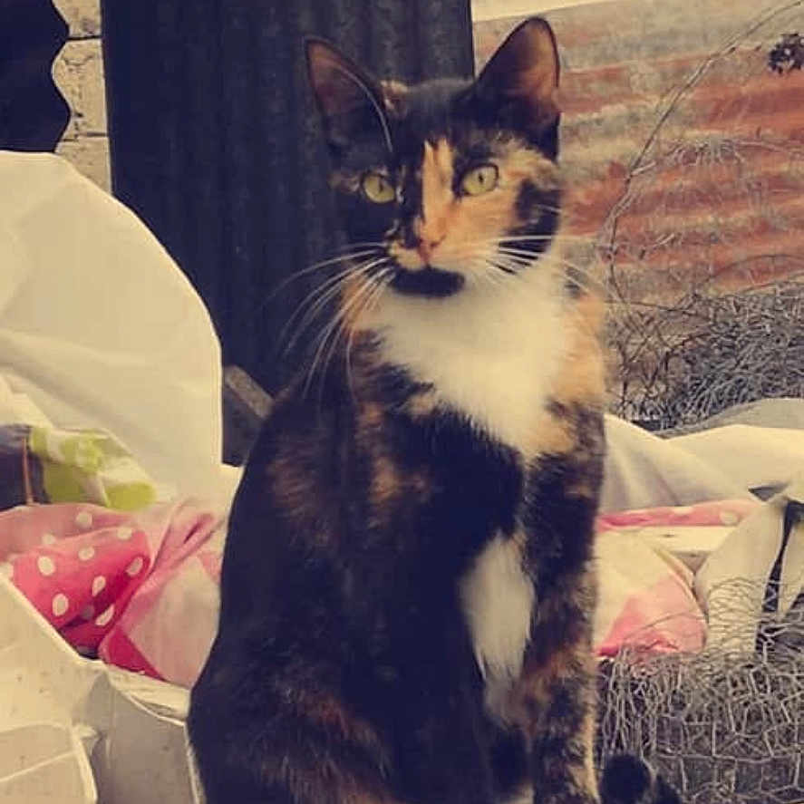 étoile a rejoint le concours — aidez-le/la à gagner de superbes lots ! cat, calico_cat, animal, pet, outdoor, brick_wall, container, metal, rustic, sitting, feline, fur, whiskers, green_eyes, curious, nature, background, texture, quiet, alert