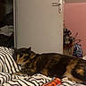 étoile participe au concours pour gagner de l'argent avec cette photo : cat, calico_cat, bed, striped_bedspread, door, spray_bottle, sleeping, indoor, furniture, relaxation, animal, pet, home, cozy, resting, orange, black, white, fabric, room