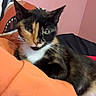étoile participe au concours pour gagner de l'argent avec cette photo : cat, calico_cat, animal, pet, indoor, orange_sleeve, feline, resting, cozy, pink_wall, patterned_cushion, fur, whiskers, ears, relaxed, cute, companion, household, domestic, comfort