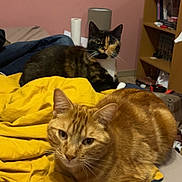 étoile a rejoint le concours — aidez-le/la à gagner de superbes lots ! cat, orange_tabby, tortoiseshell_cat, blanket, bedroom, indoor, furniture, shelf, books, relaxed, pet, animal, resting, yellow, pink_wall, cozy, curious, domestic, cute, feline