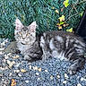 cat, gray_tabby, outdoor, pebbles, greenery, foliage, relaxed, feline, pet, animal, curious, fluffy, golden_eyes, nature, resting, summer, sunlight, wild, domestic, portrait
