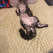 Bounty a rejoint le concours — aidez-le/la à gagner de superbes lots ! cat, tabby, fluffy, lying_down, relaxed, bed, blanket, pillow, indoor, pet, feline, fur, whiskers, tail, cozy, home, resting, cute, animal, mammal