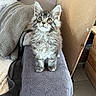 kitten, cat, gray_tabby, fur, indoor, blanket, towel, furniture, curious, pet, small, cute, animal, young, domestic, cozy, soft, whiskers, ears, paws
