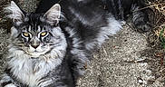 Bounty participe au concours pour gagner de l'argent avec cette photo : cat, fluffy, gray, tabby, outdoor, sunlight, concrete, fence, leaves, relaxed, animal, pet, mammal, whiskers, ears, tail, resting, nature, fur, eyes