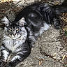 cat, fluffy, gray, tabby, outdoor, sunlight, concrete, fence, leaves, relaxed, animal, pet, mammal, whiskers, ears, tail, resting, nature, fur, eyes