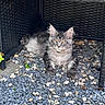 cat, gray_tabby, outdoor, pebbles, woven_chair, amber_eyes, relaxed, feline, fluffy_fur, resting, curious, animal, pet, nature, shaded_area, whiskers, paws, ears, ground, texture