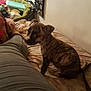Mae is registered to the contest to win money with this photo: animal, bed, blanket, brindle, casual, chair, clothing, dog, floor, furniture, home, indoor, leg, organizer, pants, person, pet, puppy, sitting, wall