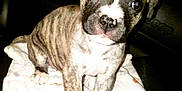 Mae is registered to the contest to win money with this photo: adorable, animal, blanket, brindle, car, companionship, cute, dog, domestic_animal, eyes, face, fur, indoor, looking, mammal, nose, pet, puppy, sitting, young