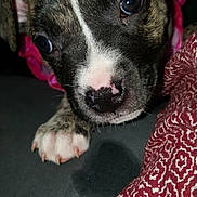 Mae is registered to the contest to win money with this photo: adorable, animal, black_background, close_up, cute, dog, ears, fur, indoor, mammal, nose, patterned_fabric, paw, pet, portrait, puppy, snout, textile, whiskers, young