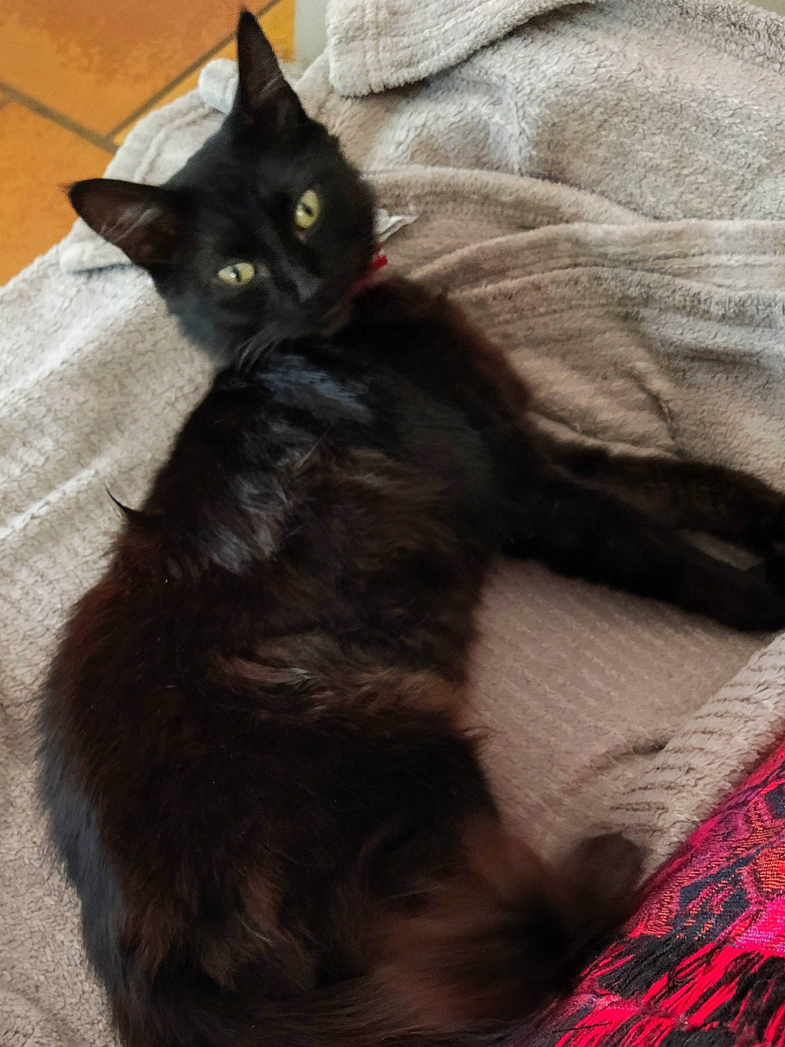 Lola a rejoint le concours — aidez-le/la à gagner de superbes lots ! black_cat, bombay, carnivore, cat, comfort, domestic_short_haired_cat, felidae, fur, linens, mammal, small_to_medium_sized_cats, snout, tail, terrestrial_animal, vertebrate, whiskers