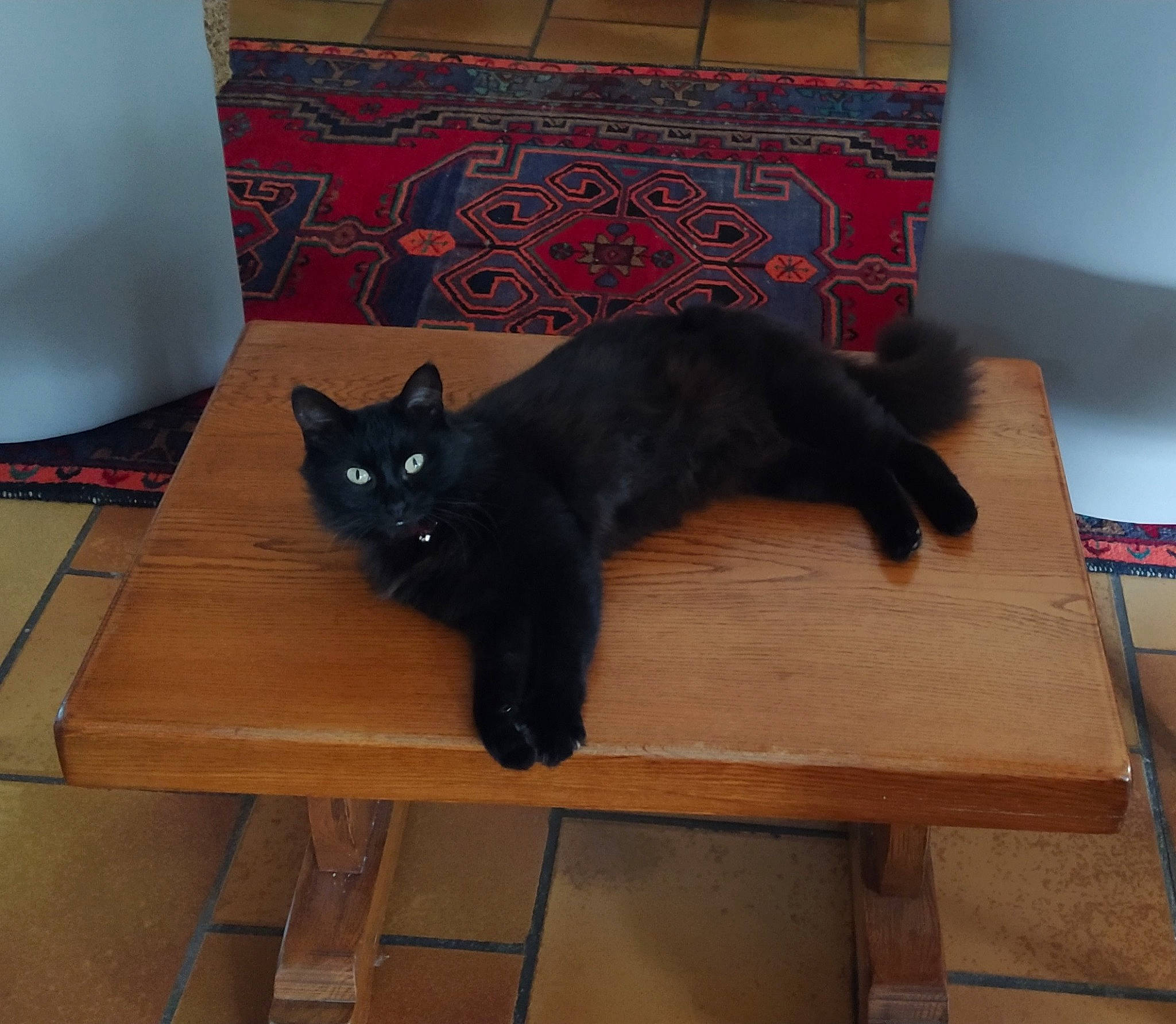 Lola participe au concours pour gagner de l'argent avec cette photo : black_cat, bombay, box, carnivore, cat, desk, felidae, fur, home_accessories, laminate_flooring, plywood, small_to_medium_sized_cats, tail, varnish, vertebrate, whiskers, wood_stain