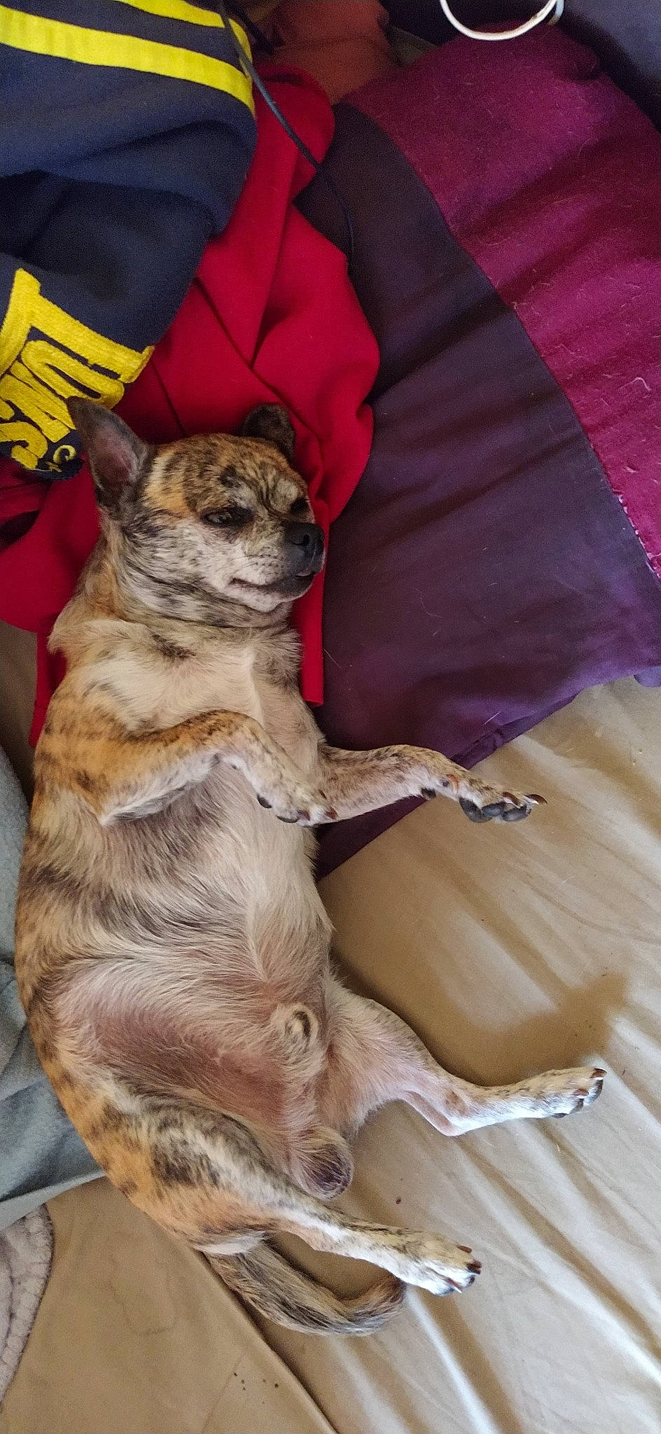 Fanfan participe au concours pour gagner de l'argent avec cette photo : beige, carnivore, claw, collar, fawn, felidae, fur, liver, paw, pet_supply, purple, snout, terrestrial_animal, vertebrate, whiskers