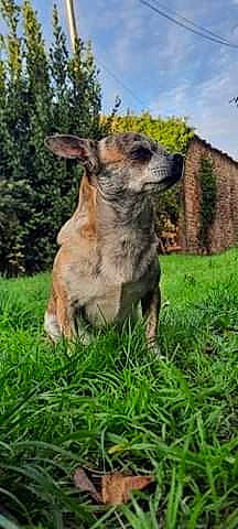 Fanfan participe au concours pour gagner de l'argent avec cette photo : canidae, carnivore, companion_dog, dog, dog_breed, fawn, grass, grass_family, grassland, mammal, meadow, natural_environment, nature, pasture, prairie, snout, terrestrial_animal, vertebrate, whiskers, working_animal