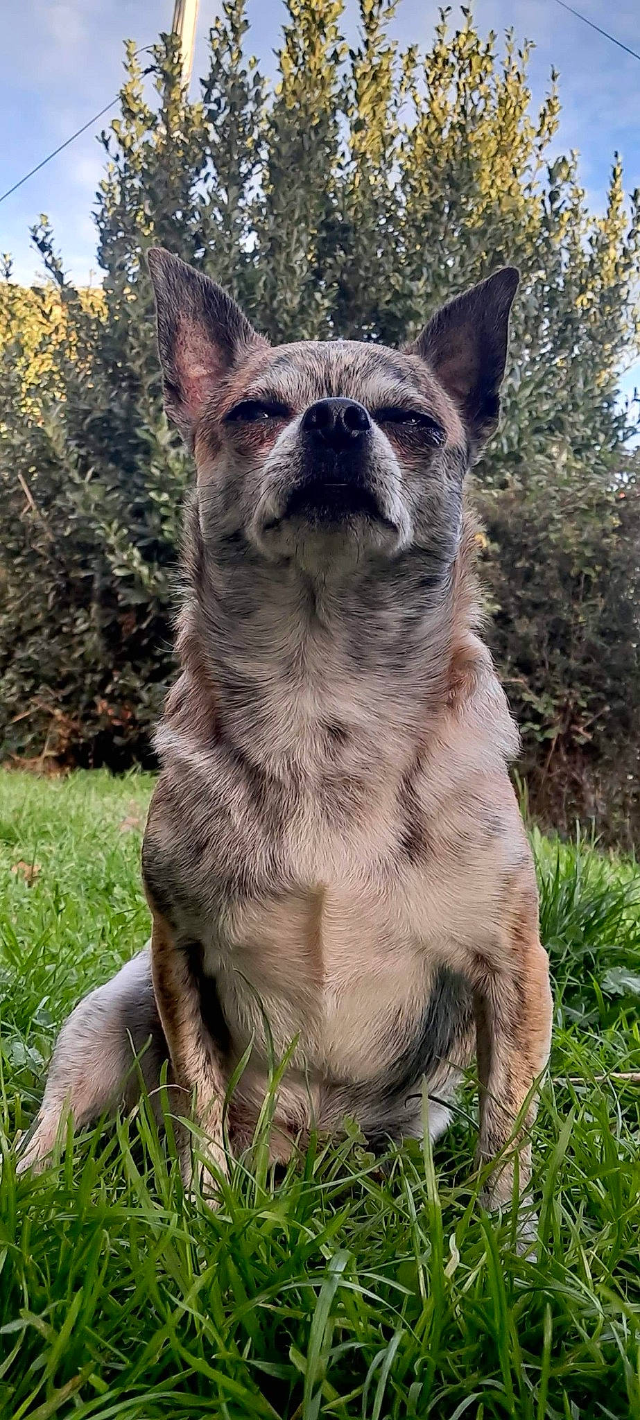 Fanfan participe au concours pour gagner de l'argent avec cette photo : canidae, carnivore, dog, dog_breed, fawn, grass, grass_family, liver, shrub, snout, sporting_group, terrestrial_animal, whiskers, working_animal, working_dog