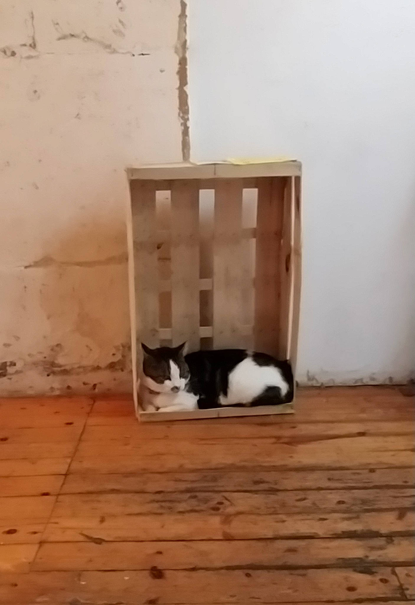 Banshee participe au concours pour gagner de l'argent avec cette photo : beige, carnivore, cat, felidae, floor, flooring, hardwood, laminate_flooring, mammal, plywood, small_to_medium_sized_cats, tail, terrestrial_animal, vertebrate, whiskers, white, wood, wood_flooring, wood_stain