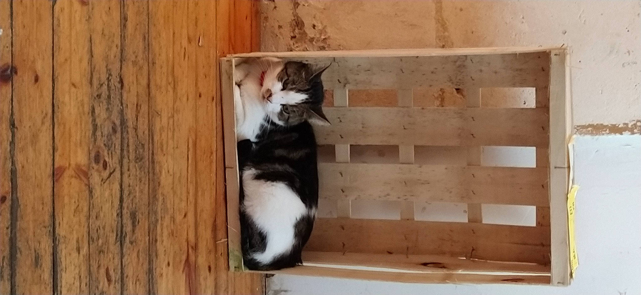 Banshee a rejoint le concours — aidez-le/la à gagner de superbes lots ! beige, carnivore, cat, felidae, fur, hardwood, laminate_flooring, plank, plywood, small_to_medium_sized_cats, tail, tan, vertebrate, whiskers, wood, wood_flooring, wood_stain