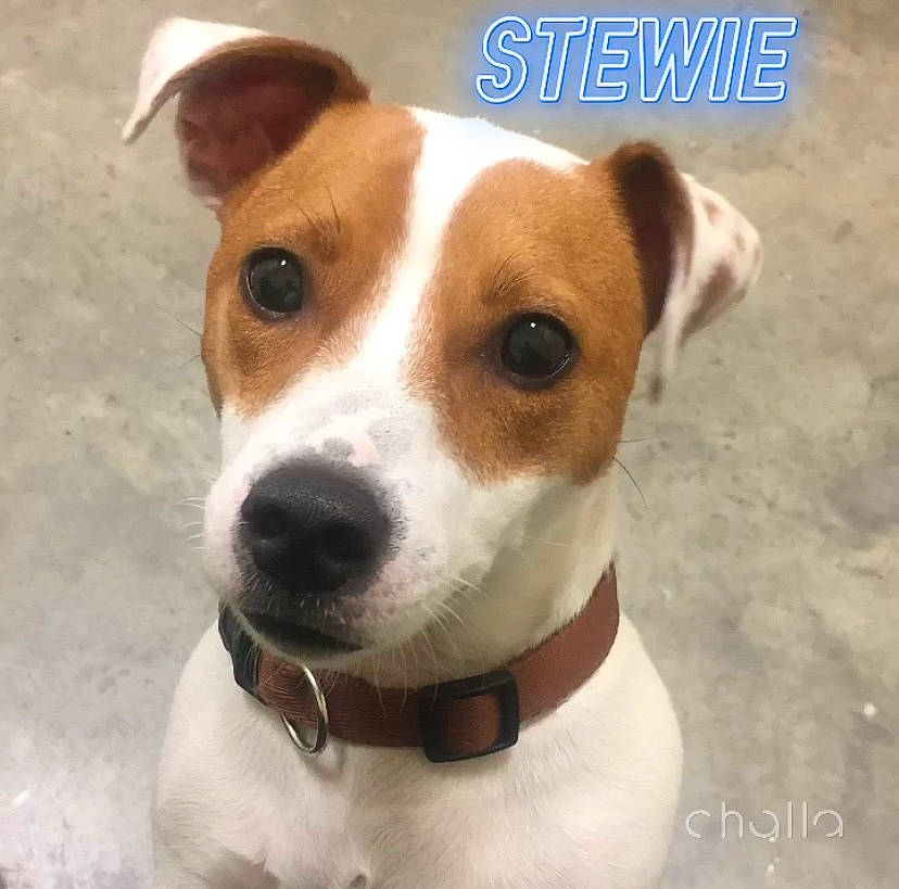 Stewie is registered to the contest to win money with this photo: ancient_dog_breeds, canidae, carnivore, collar, companion_dog, dog, dog_breed, dog_collar, fawn, fur, irishjacks, non_sporting_group, photo_caption, snout, sporting_group, terrestrial_animal, terrier, vertebrate, whiskers, working_animal