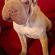 Saay a rejoint le concours — aidez-le/la à gagner de superbes lots ! animal, boxer, bulldog, canine, couch, dog, frenchbulldog, furniture, person, pet, pitbull, puppy, sleeping