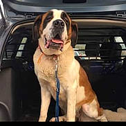Arya a rejoint le concours — aidez-le/la à gagner de superbes lots ! dog, saint_bernard, large_dog, pet, open_trunk, car, car_interior, leash, collar, panting, tongue_out, brown_and_white, sitting, metal_barrier, back_seat, friendly, vehicle, portrait, snapshot, road_trip
