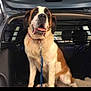 dog, saint_bernard, large_dog, pet, open_trunk, car, car_interior, leash, collar, panting, tongue_out, brown_and_white, sitting, metal_barrier, back_seat, friendly, vehicle, portrait, snapshot, road_trip