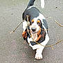 dog, basset_hound, pet, canine, stick, walking, pavement, outdoor, playful, droopy_eyes, floppy_ears, tail, black_and_white, brown_markings, paw, closeup, motion_blur, retrieving, street, portrait