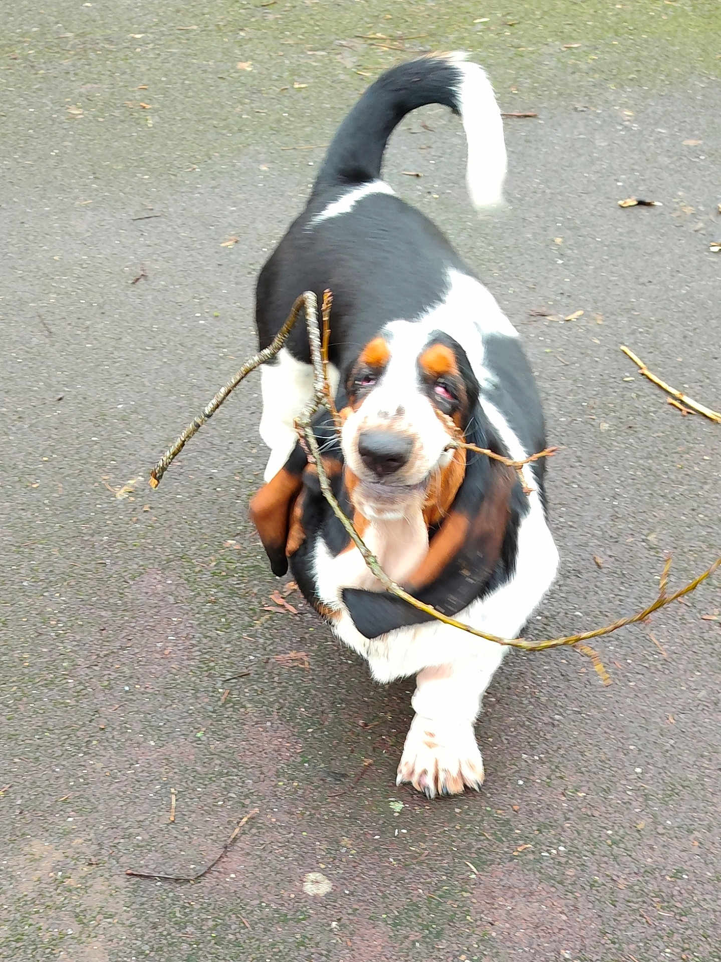 Arya participe au concours pour gagner de l'argent avec cette photo : dog, basset_hound, pet, canine, stick, walking, pavement, outdoor, playful, droopy_eyes, floppy_ears, tail, black_and_white, brown_markings, paw, closeup, motion_blur, retrieving, street, portrait