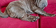 Arya a rejoint le concours — aidez-le/la à gagner de superbes lots ! dog, shar_pei, puppy, wrinkled_skin, gray_fur, pet, red_sofa, couch, indoor, resting, sleeping, paws, upholstery, home, adorable, relaxed, lying_down, companion, mammal, portrait
