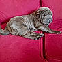dog, shar_pei, puppy, wrinkled_skin, gray_fur, pet, red_sofa, couch, indoor, resting, sleeping, paws, upholstery, home, adorable, relaxed, lying_down, companion, mammal, portrait