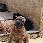 Vega participe au concours pour gagner de l'argent avec cette photo : animal, architecture, boxer, building, bulldog, canine, cat, dog, face, head, outdoors, person, pet, photography, pitbull, portrait, puppy, shelter, sleeping, wall