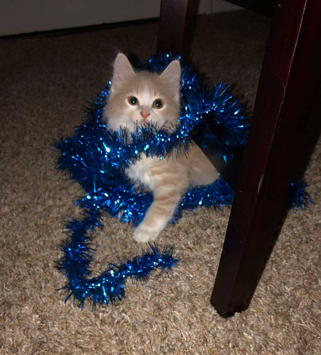 Bama joined the competition — help win amazing prizes! blue, carnivore, cat, christmas, christmas_tree, domestic_long_haired_cat, fawn, felidae, fur, kitten, maine_coon, norwegian_forest_cat, ojos_azules, ragamuffin, ragdoll, small_to_medium_sized_cats, tail, whiskers