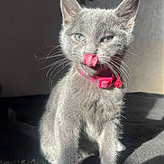 Storm joined the competition — help win amazing prizes! kitten, cat, gray_cat, pet, feline, whiskers, collar, pink_collar, tongue_out, sunlight, shadow, fur, cute, indoor, animal, young_cat, closeup, portrait, playful, domestic_cat