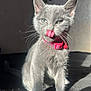 kitten, cat, gray_cat, pet, feline, whiskers, collar, pink_collar, tongue_out, sunlight, shadow, fur, cute, indoor, animal, young_cat, closeup, portrait, playful, domestic_cat