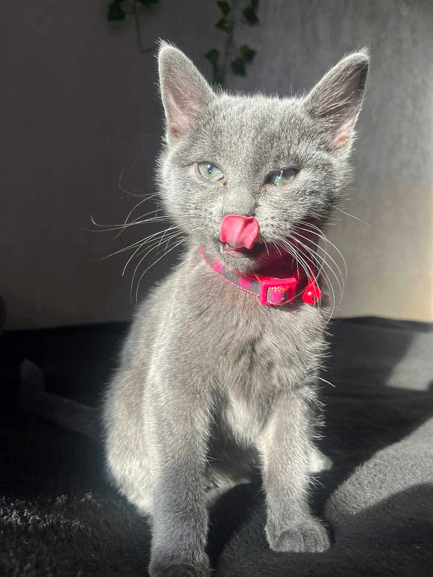 Storm joined the competition — help win amazing prizes! kitten, cat, gray_cat, pet, feline, whiskers, collar, pink_collar, tongue_out, sunlight, shadow, fur, cute, indoor, animal, young_cat, closeup, portrait, playful, domestic_cat